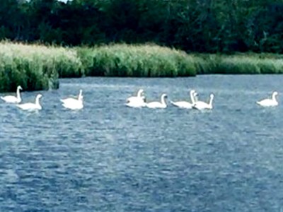 Bird Enthusiasts Invited to Tour at Fairview